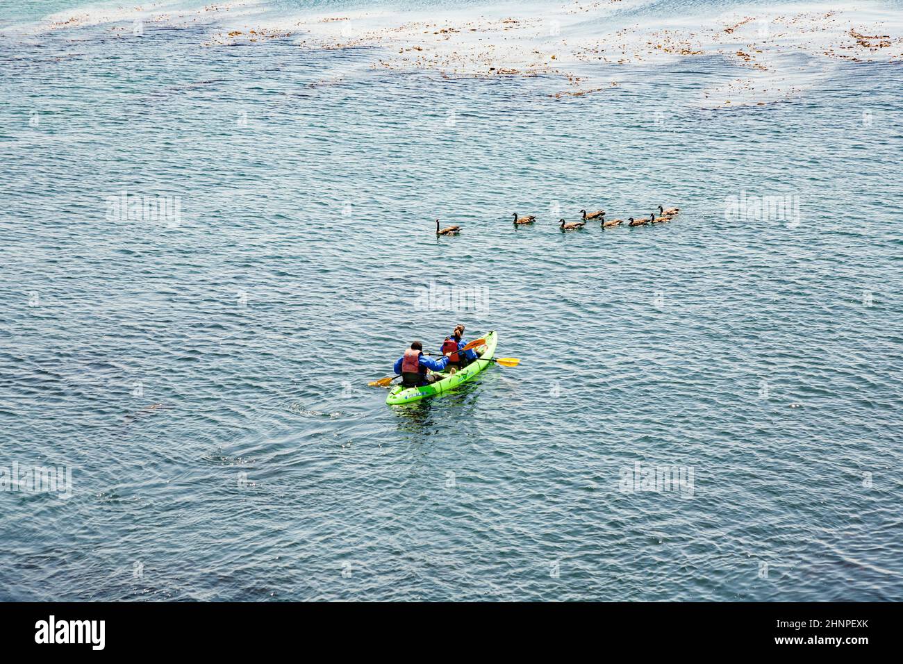 Die Leute paddeln gerne im Monterey Bay Aquarium und beobachten die Flora und Fauna im Meer Stockfoto