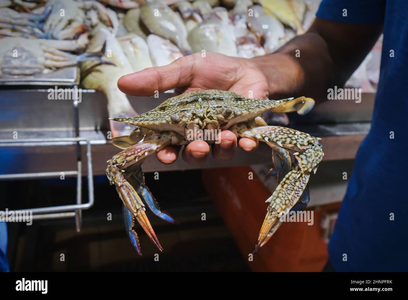 Selektiver Fokus auf den Fischhändler, der frische Blue Callinectes sapidus-Krabben zum Verkauf auf dem Fischmarkt hält Stockfoto
