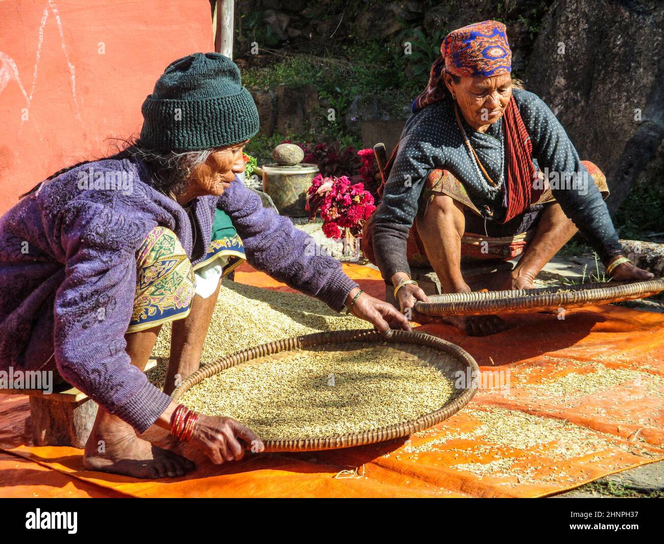 Alte nepalesische Frauen reinigen den Mais auf traditionelle Weise mit Körben. Stockfoto
