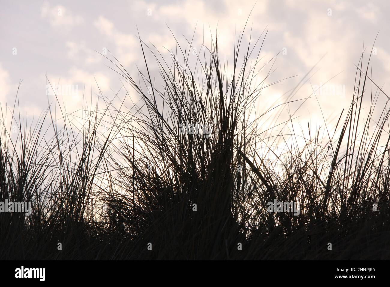 Düne Gras aus nächster Nähe mit einem bunten Himmel im Hintergrund. Marrum Gras aus nächster Nähe. Stockfoto