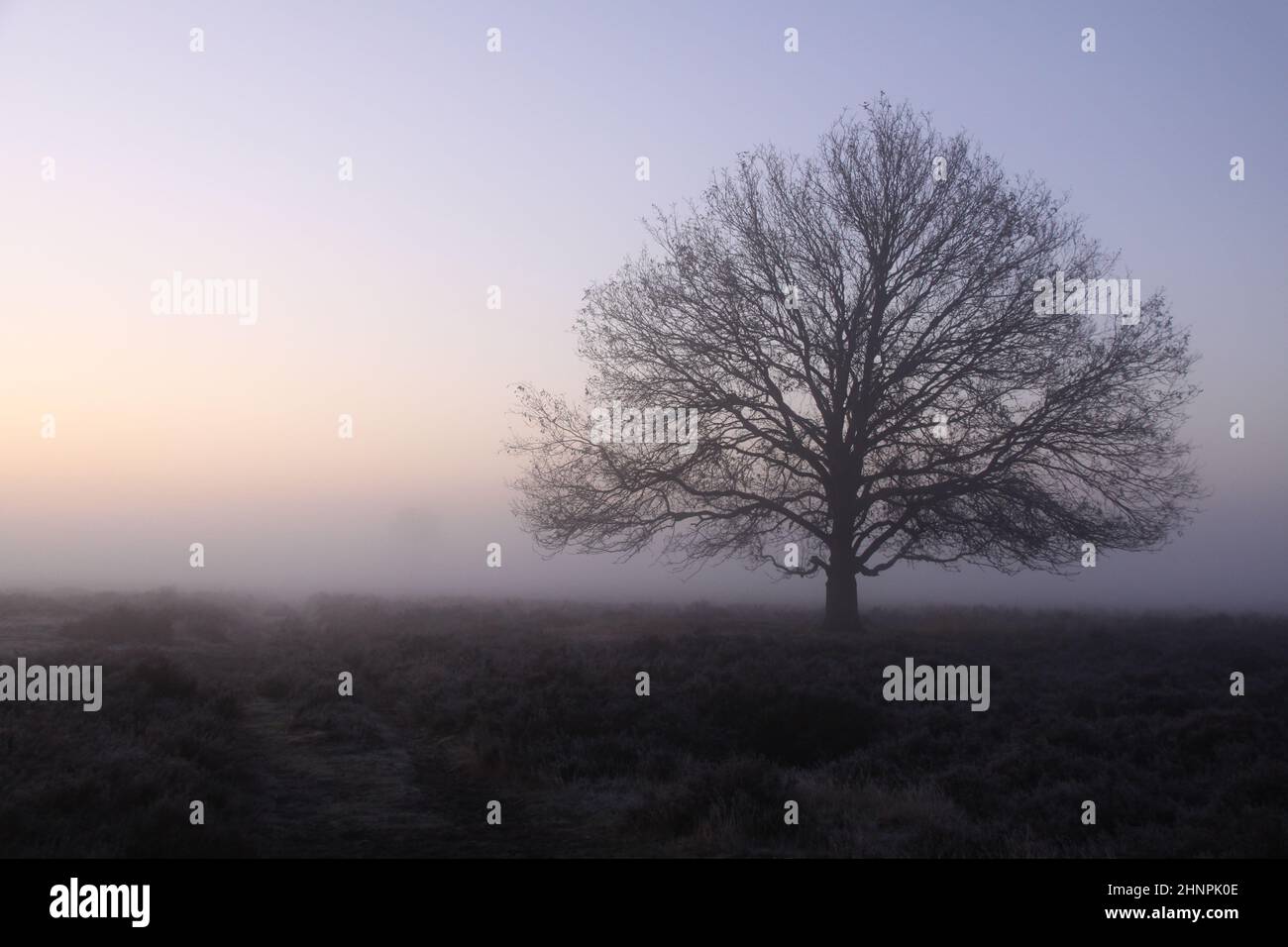 Ein einbunter Baum im dichten Nebel während des Sonnenaufgangs. Stockfoto