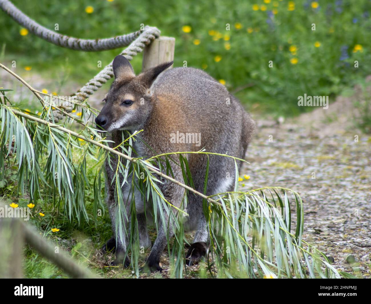 Bennetts Wallaby (Macropus rufogriseus) frisst an einem Ast Stockfoto