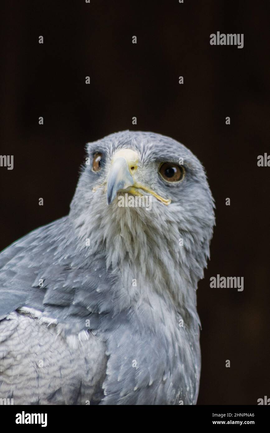 Cordillaradler (blauer Bussard oder aguja) (Geranoaëtus melanoleucus). Der südamerikanische Greifvogel gehört, wie alle Falken (Bussarde und Adler), dazu Stockfoto