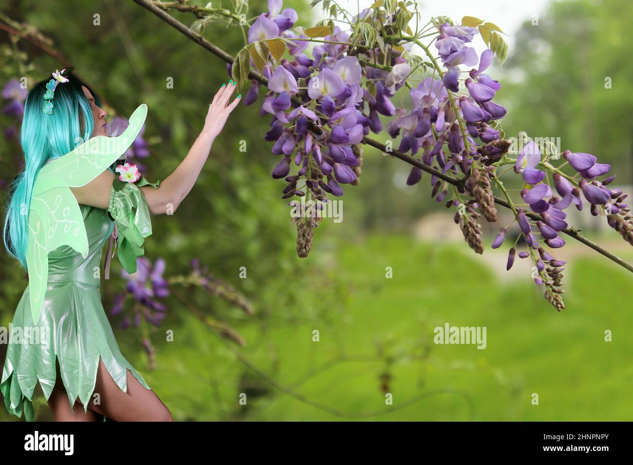 Grüne Fee und blühende lila Wisteria Blumen Stockfoto
