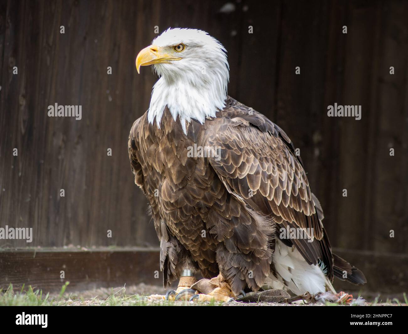 Der Weißkopfseeadler (Haliaeetus leucocephalus) ist ein großer Greifvogel aus der Familie der Accipitridae. Stockfoto