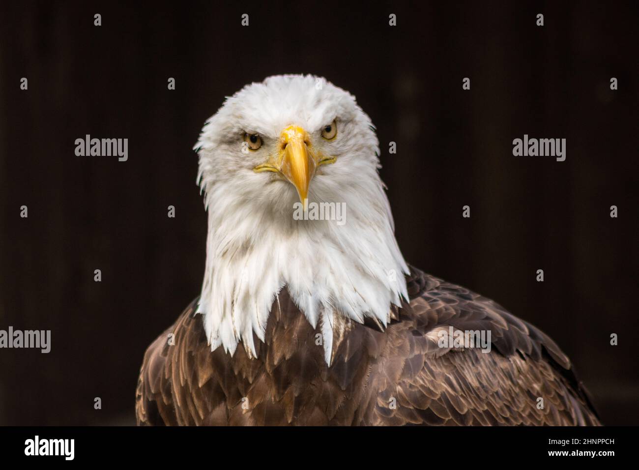 Der Weißkopfseeadler (Haliaeetus leucocephalus) ist ein großer Greifvogel aus der Familie der Accipitridae. Stockfoto