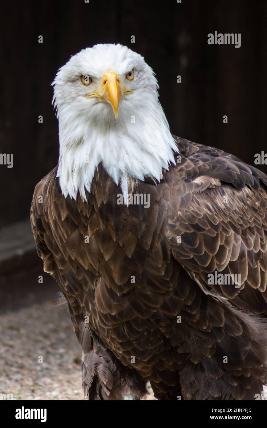 Der Weißkopfseeadler (Haliaeetus leucocephalus) ist ein großer Greifvogel aus der Familie der Accipitridae. Stockfoto