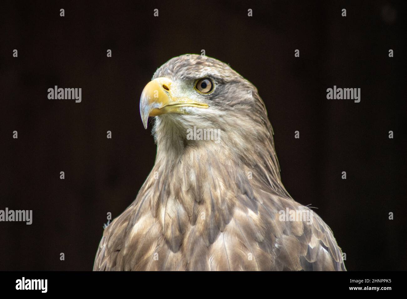 Porträt einer Steppe Eagle (Aquila nipalensis) Stockfoto