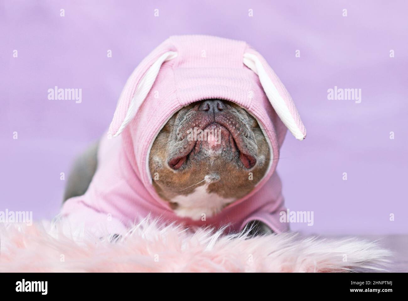 Lustige französische Bulldogge Hund trägt rosa Osterhase Kostüm Kapuzenpullover über die Augen Stockfoto