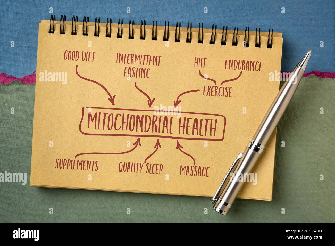 Mitochondriales Gesundheitskonzept - Text und Skizze in einem Notizbuch, gesunder Lebensstil und Alterung Stockfoto