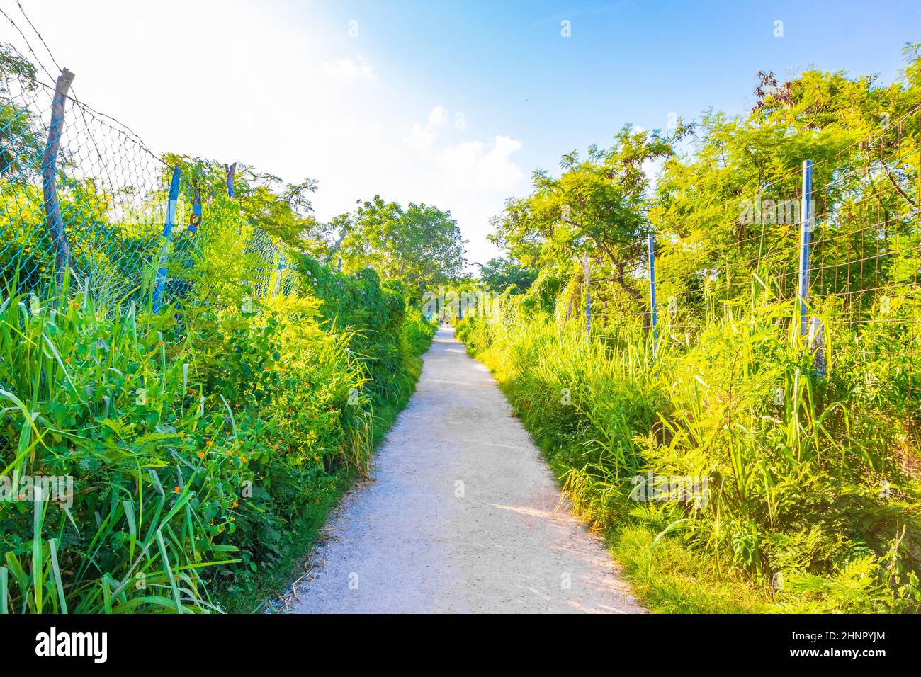 Natürlicher tropischer mexikanischer Strand 88 Eingang Playa del Carmen Mexiko. Stockfoto