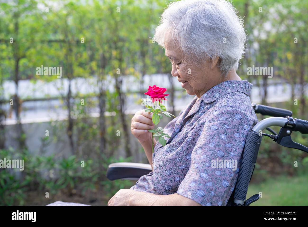 Asiatische ältere oder ältere alte Dame mit roter Rose, lächeln und glücklich im Rollstuhl im Park. Stockfoto