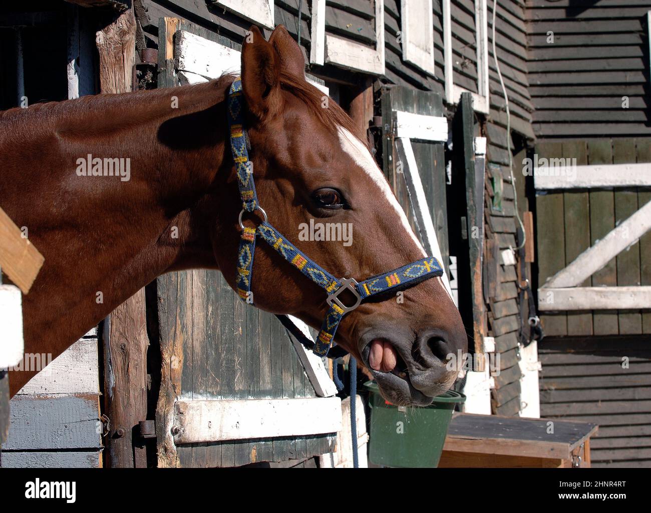 Im Stall stehendes Hauspferd (Equus caballus) Stockfoto