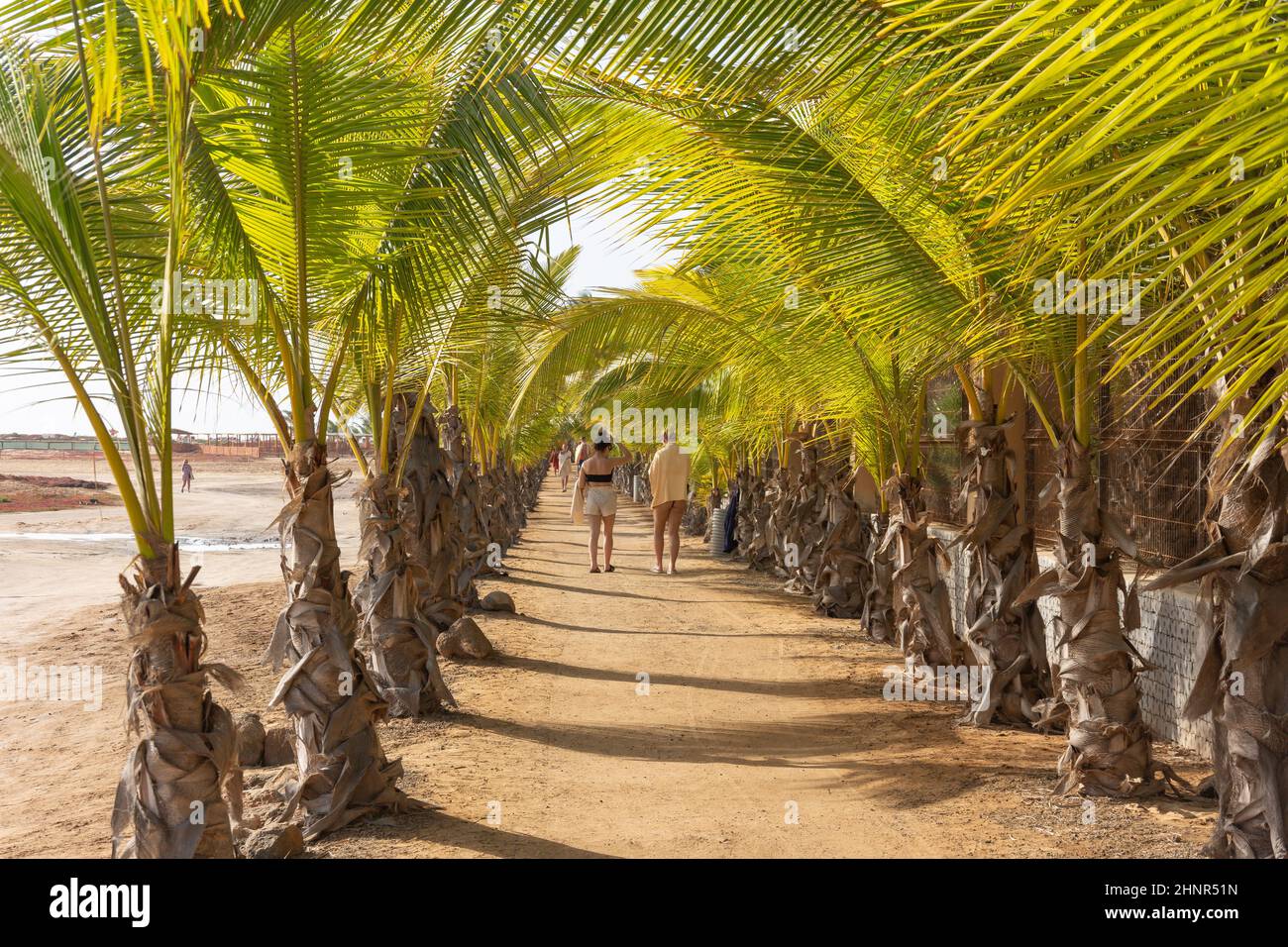 Palmenweg zum Strand, Rui Funana Hotel, Santa Maria, Sal, República de Cabo (Kap Verde) Stockfoto