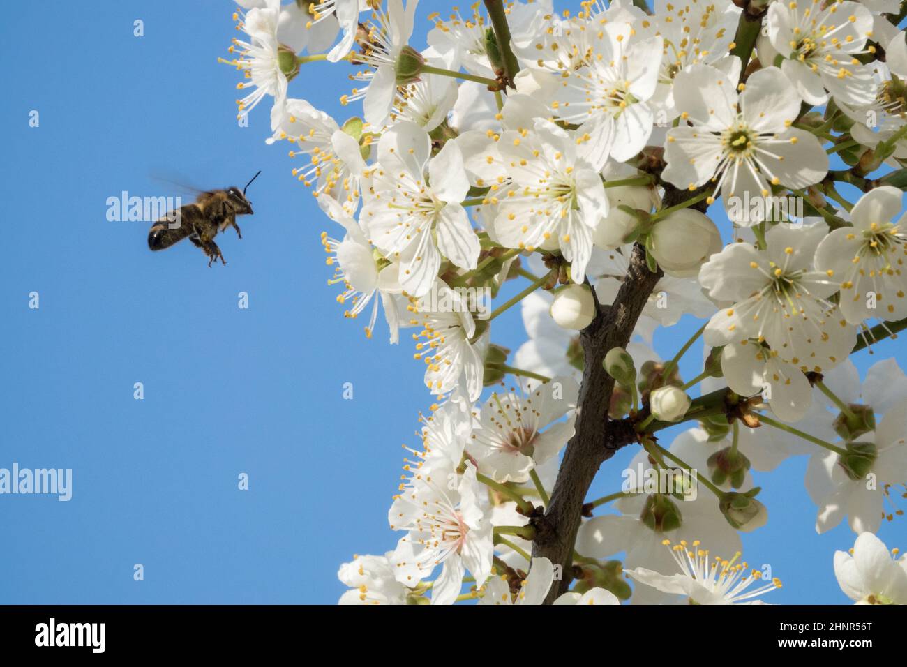 Europäische Honigbiene, die im Frühjahr zu Blüten fliegt prunus erste bienenfreundliche Blüten in Frühlingsbiene, die APIs mellifera arbeitet Stockfoto