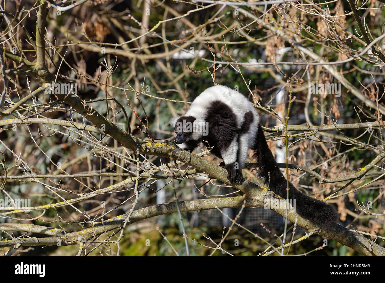 Schwarz-weißer Vari-Lemur im Wald Stockfoto