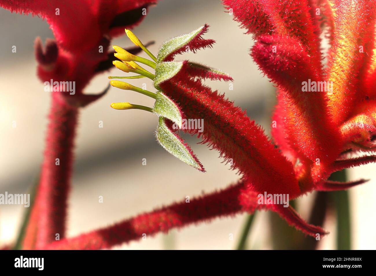 Makroansicht der zarten Blüten einer Känguru-Pfote-Pflanze. Stockfoto