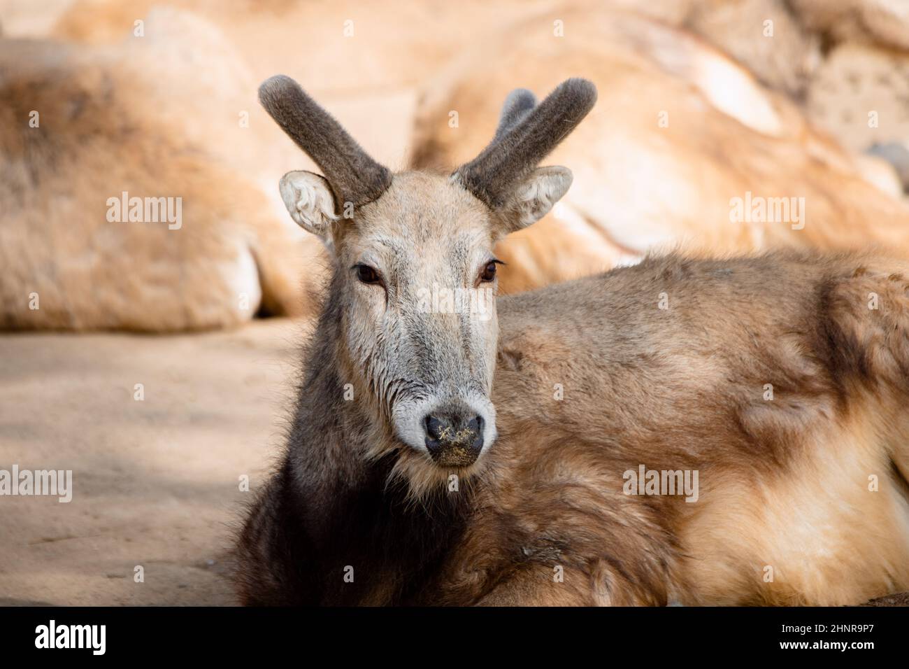 Pere David´s Hirsch entspannt auf dem Sand mit neuen Hörnern (Elaphurus davidianus) Stockfoto