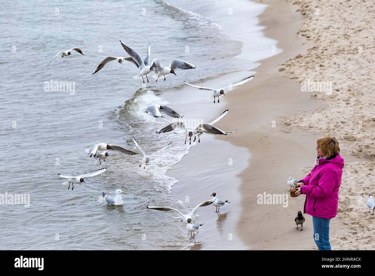 Frau liebt es, die Möwen an der ostsee zu füttern Stockfoto