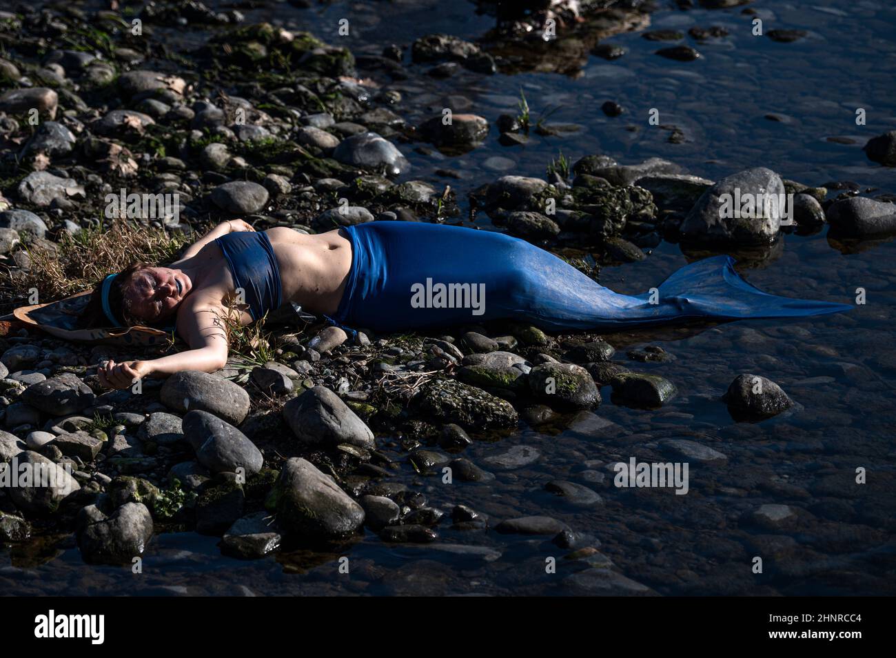 Turin, Italien. 17. Februar 2022. Ein Aktivist der Extinction Rebellion, als Meerjungfrau tragend, tauchten nach Wochen der Dürre Proteste gegen den Klimawandel auf dem trockenen Land aus dem flachen Wasser des Flusses Po auf. Kredit: Nicolò Campo/Alamy Live Nachrichten Stockfoto