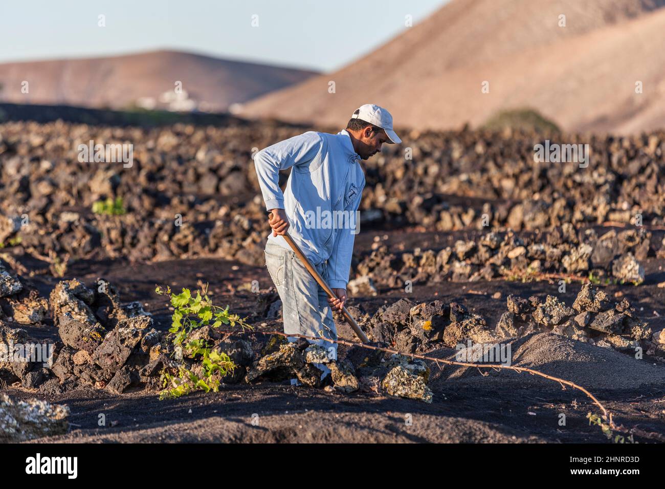 Arbeiter arbeiten in den Weinbergen von La Geria auf Lanzarote Stockfoto