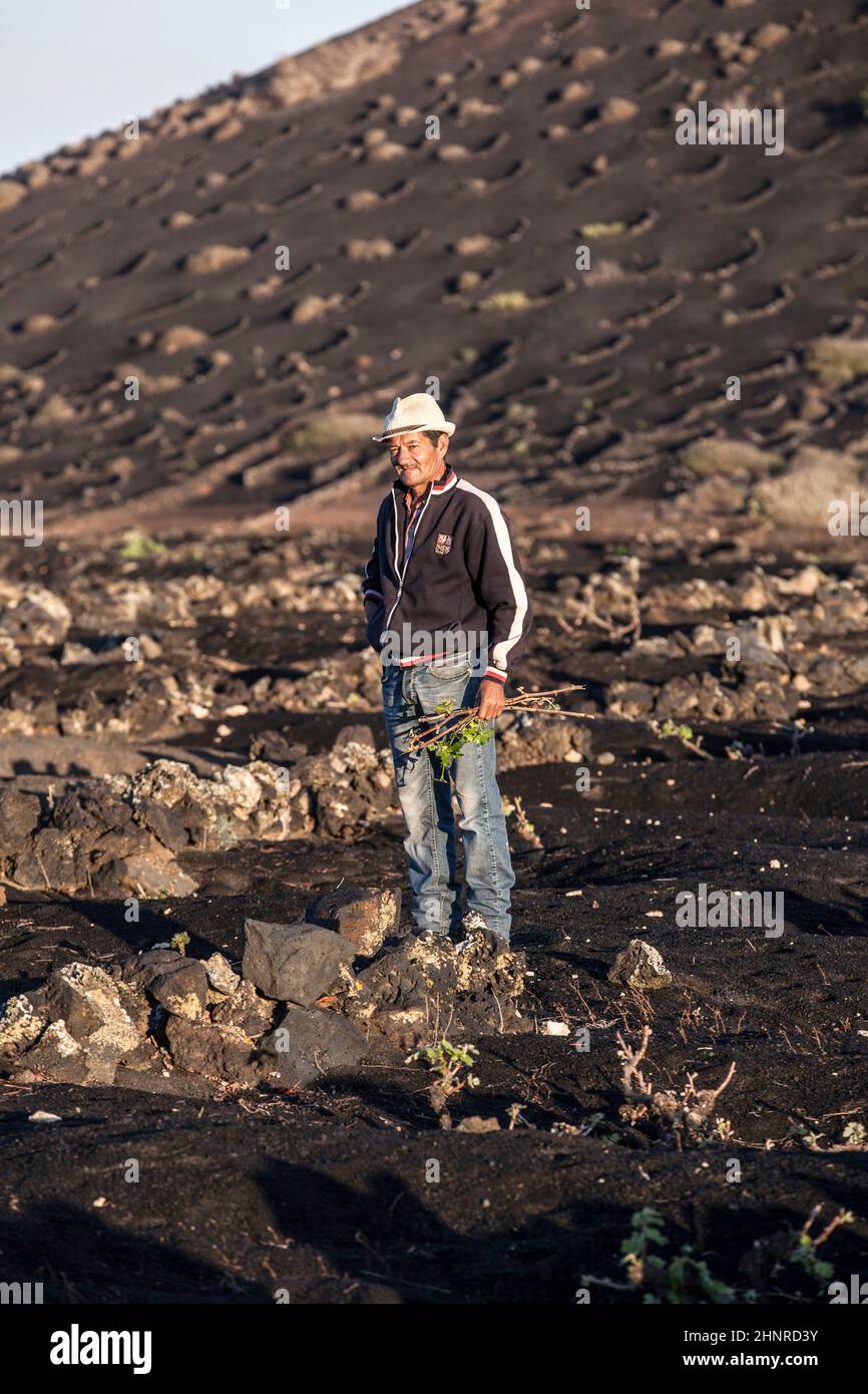 Arbeiter arbeiten in den Weinbergen von La Geria auf Lanzarote Stockfoto