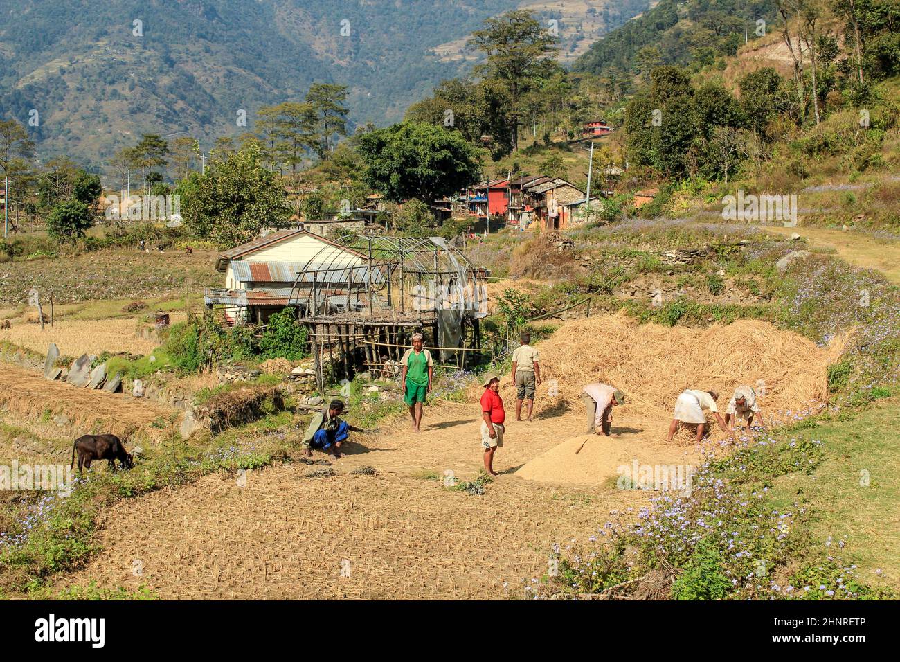 Menschen helfen beim Dreschen des Mais für die Ernte Stockfoto