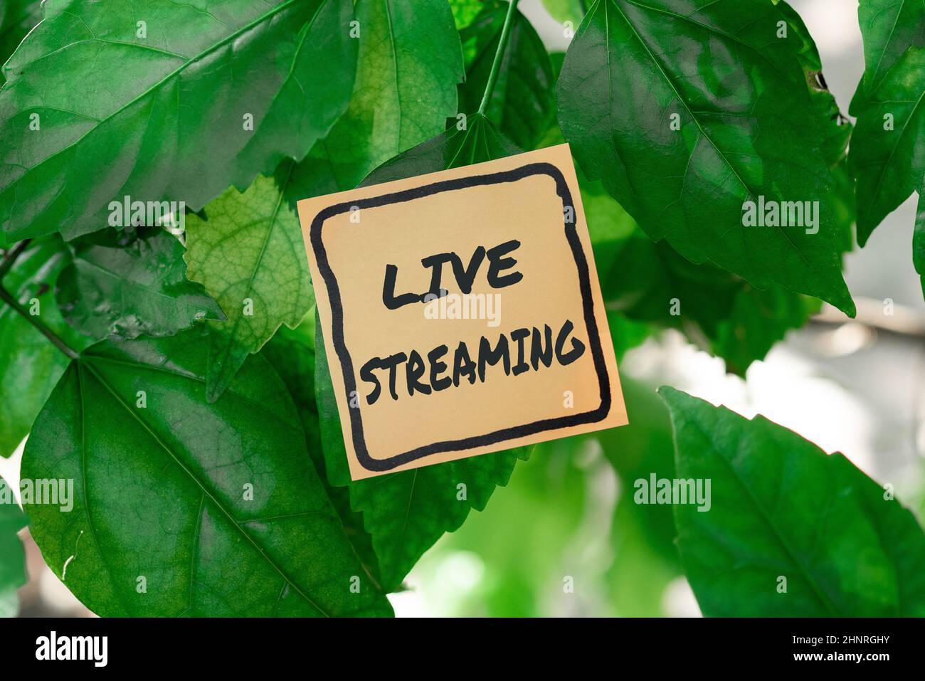 Textschild mit Live-Streaming, konzeptuelle Fotoübertragung Live-Videoübertragung einer Veranstaltung über das Internet Thinking New Bright Ideas Renewing Creat Stockfoto