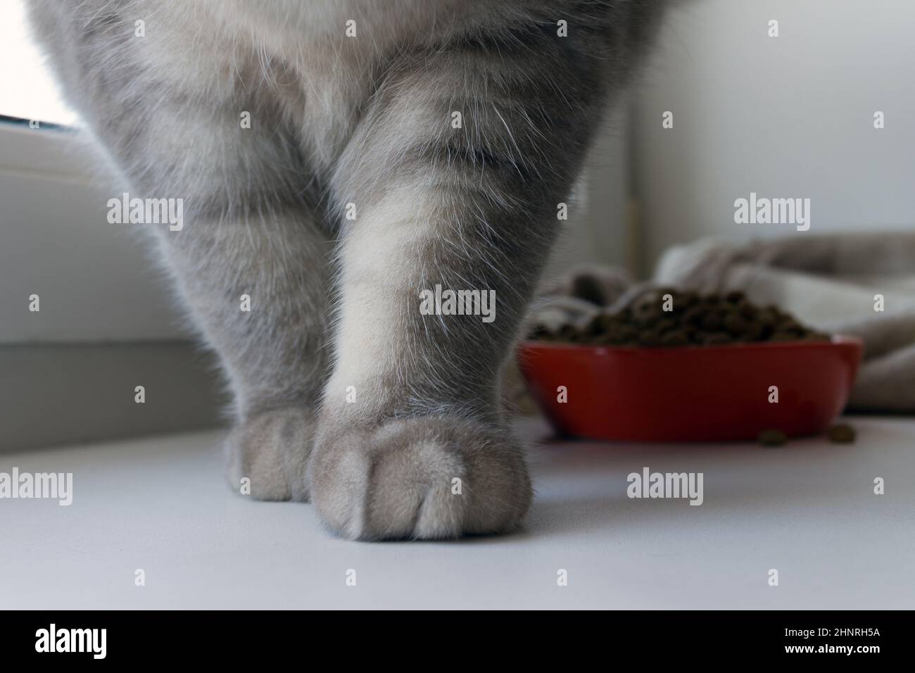 Pfoten einer schottischen grauen Katze und eine Schüssel mit Futter am Fenster Stockfoto