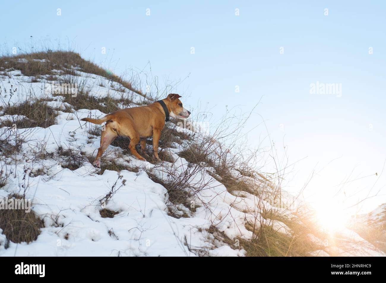 Der rothaarige Hund steht an einem schönen hellen Tag auf dem verschneiten Hügel Stockfoto