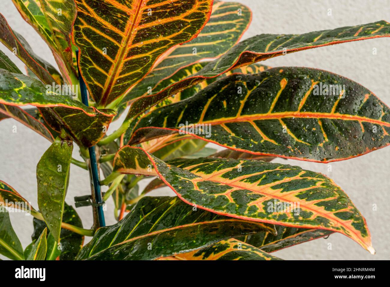 Bunte und schne Bltter von Croton petra, dekorative Zimmerpflanze.  Auffllige grne Pflanzenbltter mit Linien von orangen und roten Farben  Stockfotografie - Alamy