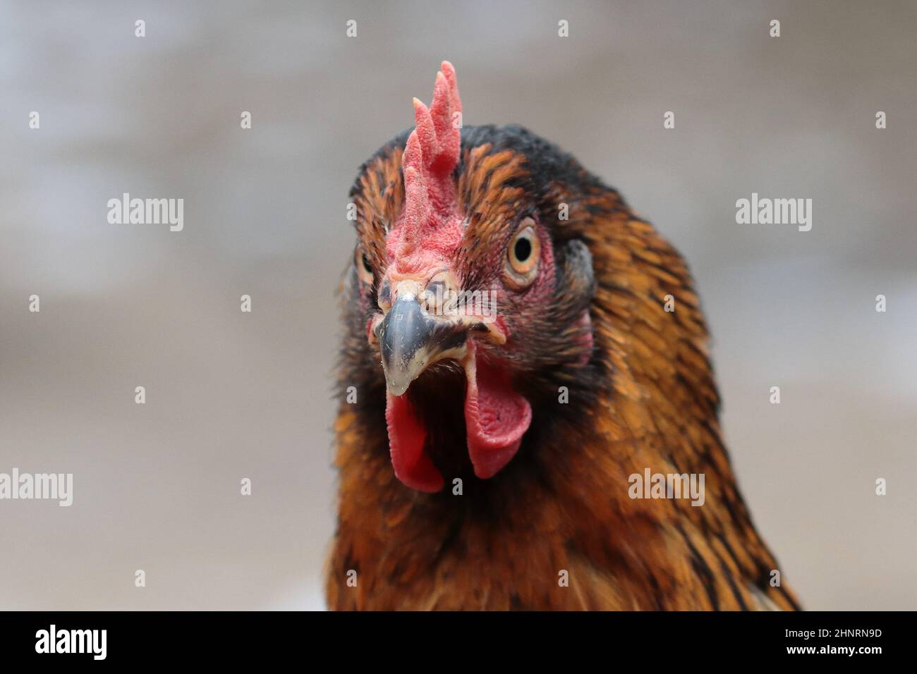 Henne-Porträt Stockfoto