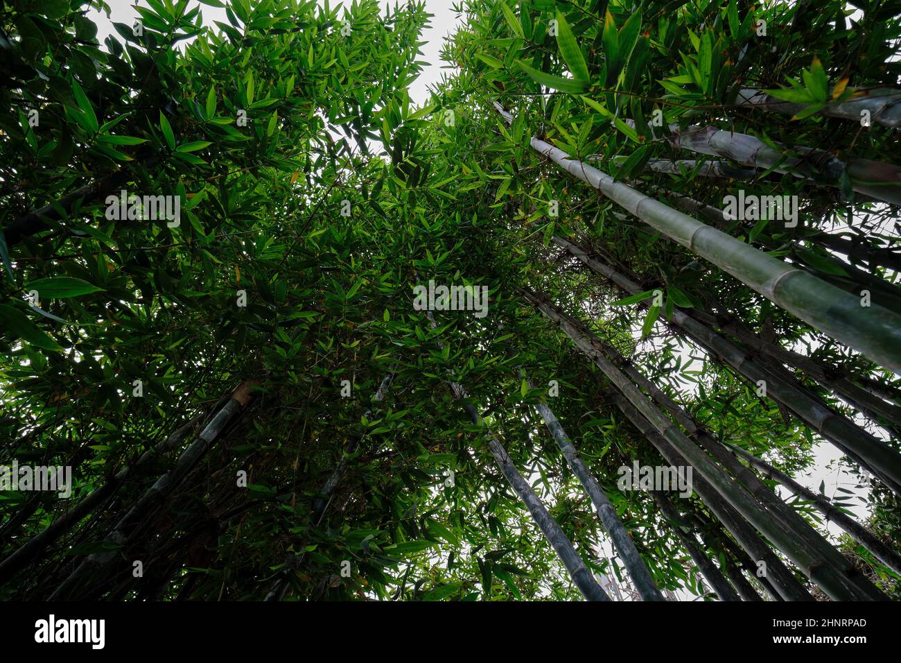 Blick vom Boden auf den Himmel einer Bambuszucht, die ihre dichte und wunderschöne Vegetation mit einer besonderen Perspektive beobachtet. Stockfoto