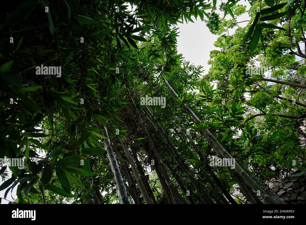 Blick vom Boden auf den Himmel einer Bambuszucht, die ihre dichte und wunderschöne Vegetation mit einer besonderen Perspektive beobachtet. Stockfoto