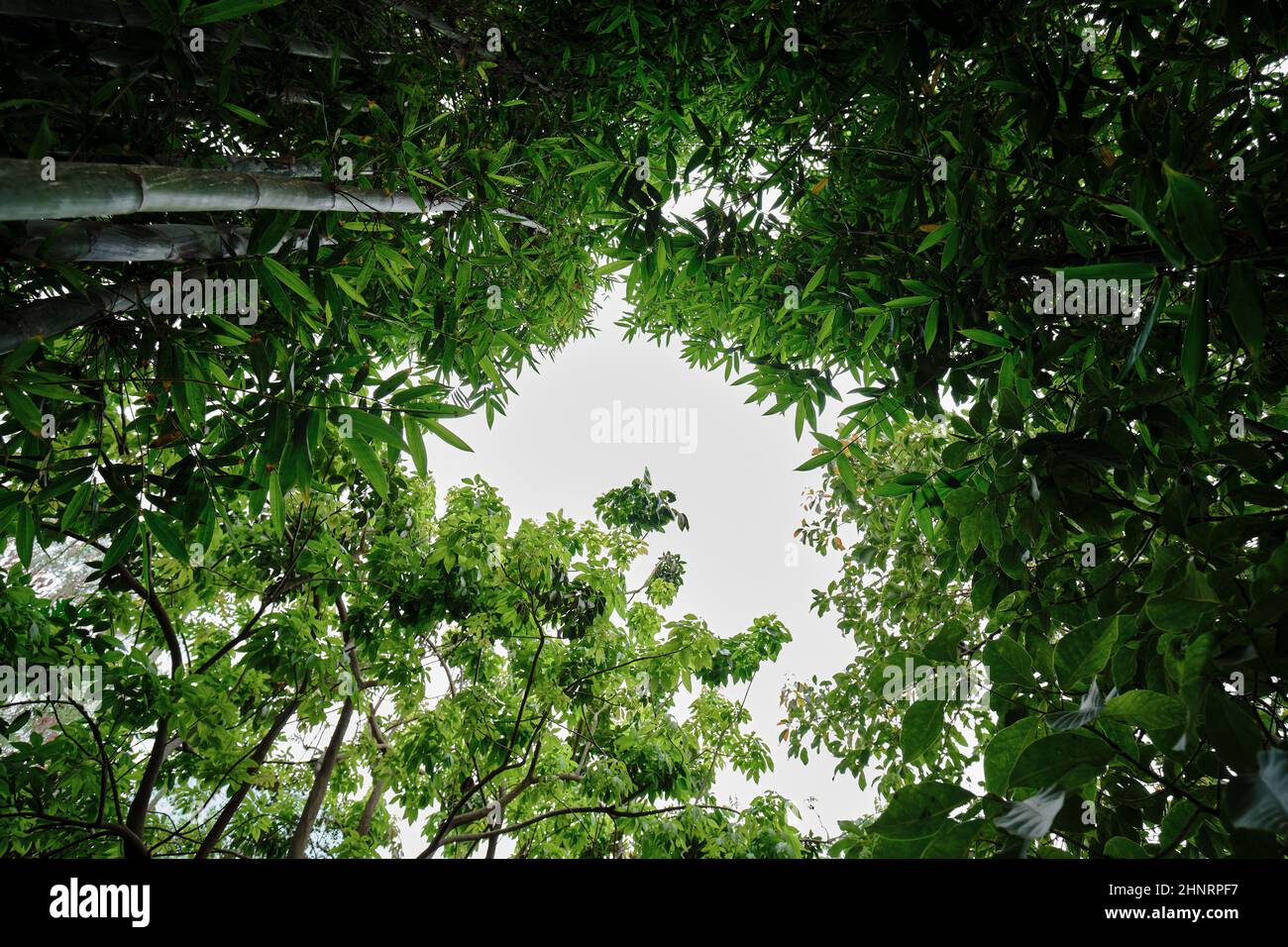 Blick vom Boden auf den Himmel einer Bambuszucht, die ihre dichte und wunderschöne Vegetation mit einer besonderen Perspektive beobachtet. Stockfoto