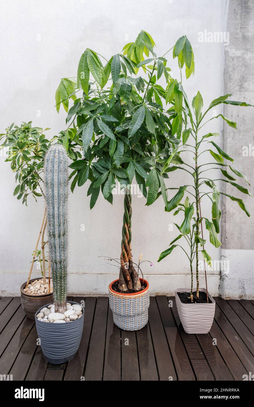 Hübsche pachira aquatica, flankiert von dekorativen Zimmerpflanzen und einem großen Cereus-Kaktus auf der Terrasse eines Wohnhauses Stockfoto