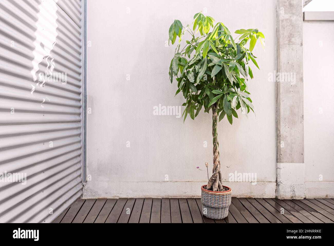 Die pachira- oder Guava-Kastanie ist ein tropischer Baum, der aufgrund seiner Eleganz und seines ornamentalen Werts als Zimmerpflanze angebaut wird. Stockfoto