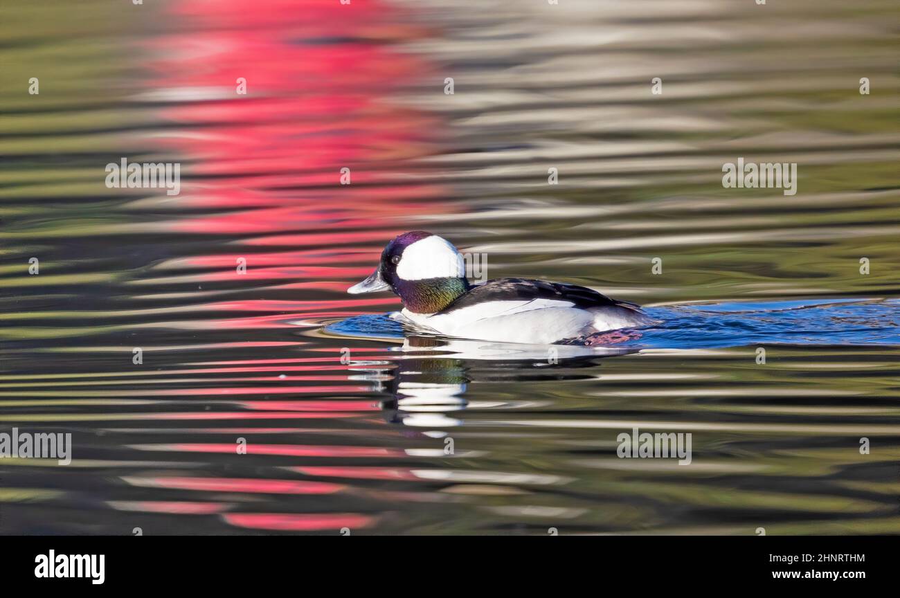 Bufflehead Männchen in rot grün blauem Wasser reflektiert Stockfoto