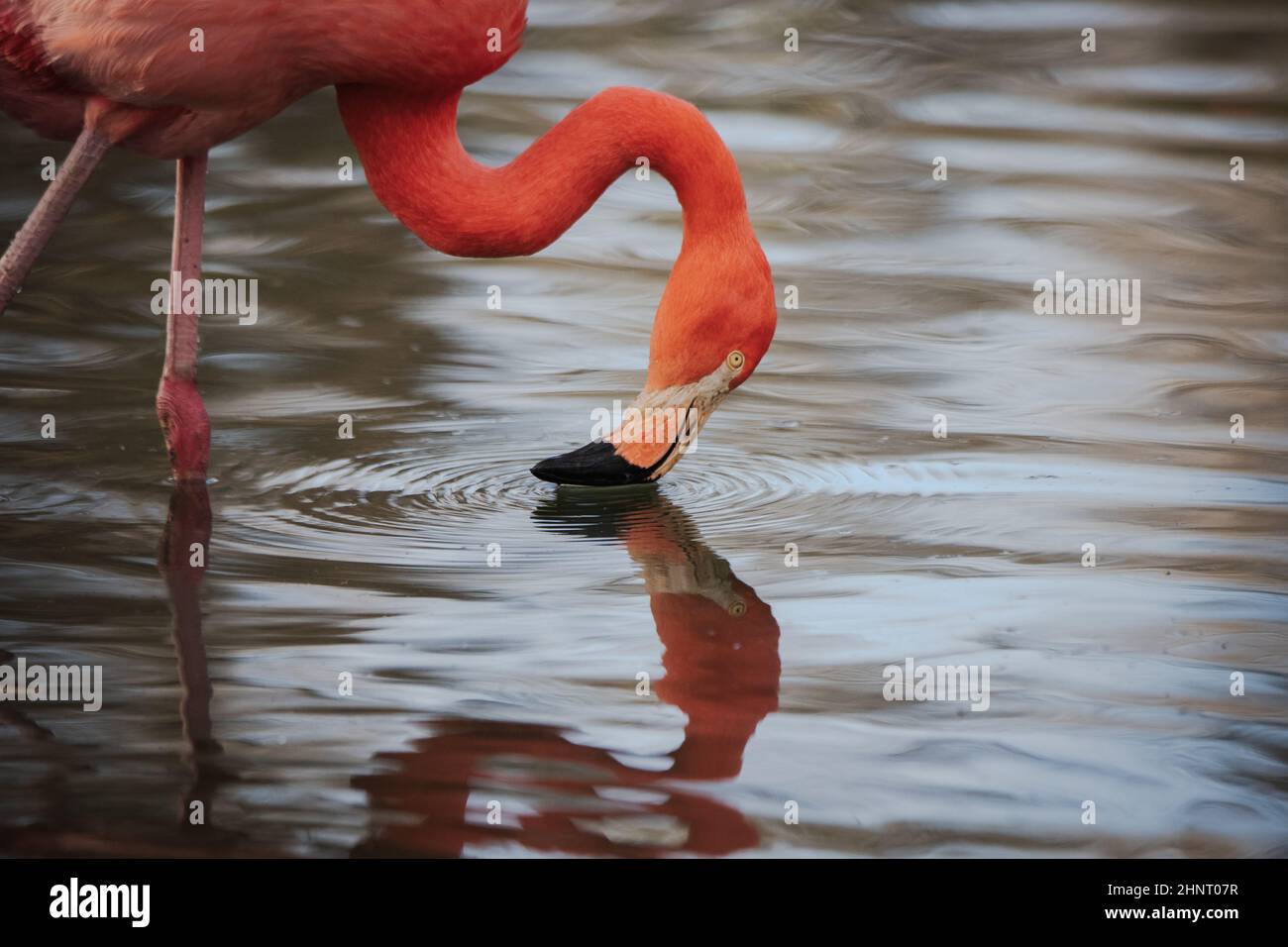 Nahaufnahme eines roten Flamingos, der das Wasser filtert und dessen Reflexion (Phoenicopterus ruber) Stockfoto