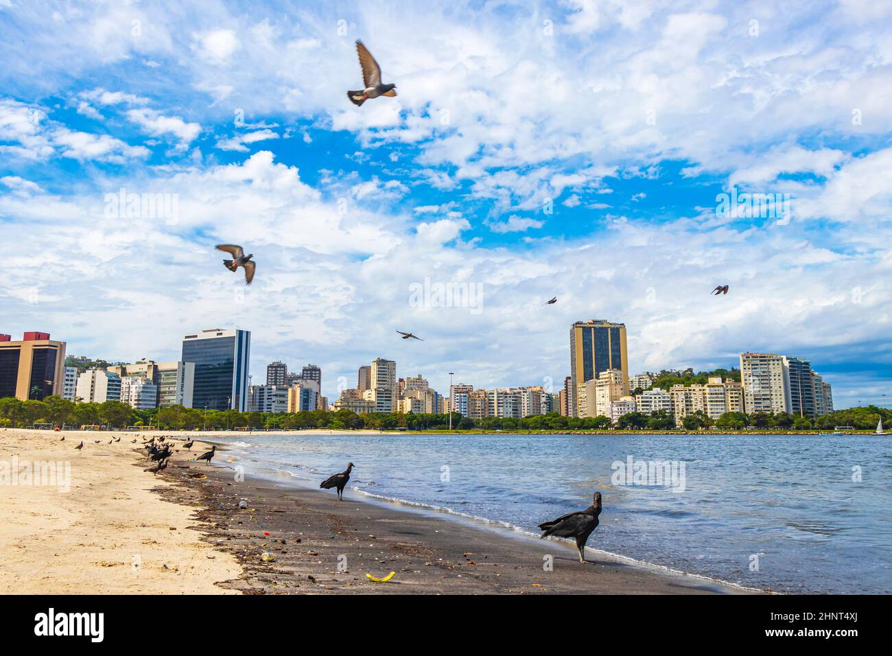 Tropische Schwarzgeier und Tauben Botafogo Beach Rio de Janeiro. Stockfoto
