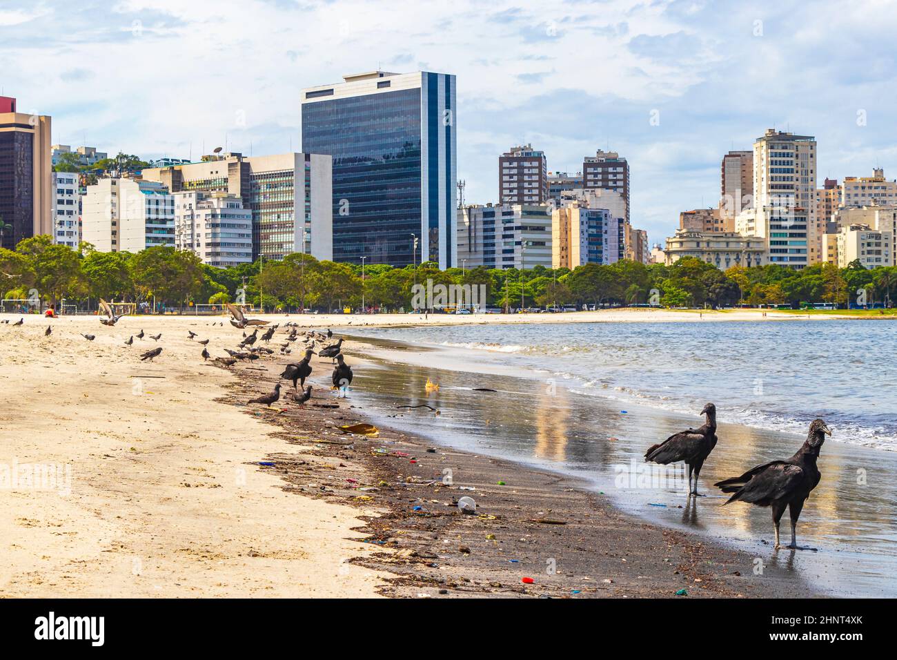 Tropische Schwarzgeier und Tauben Botafogo Beach Rio de Janeiro. Stockfoto