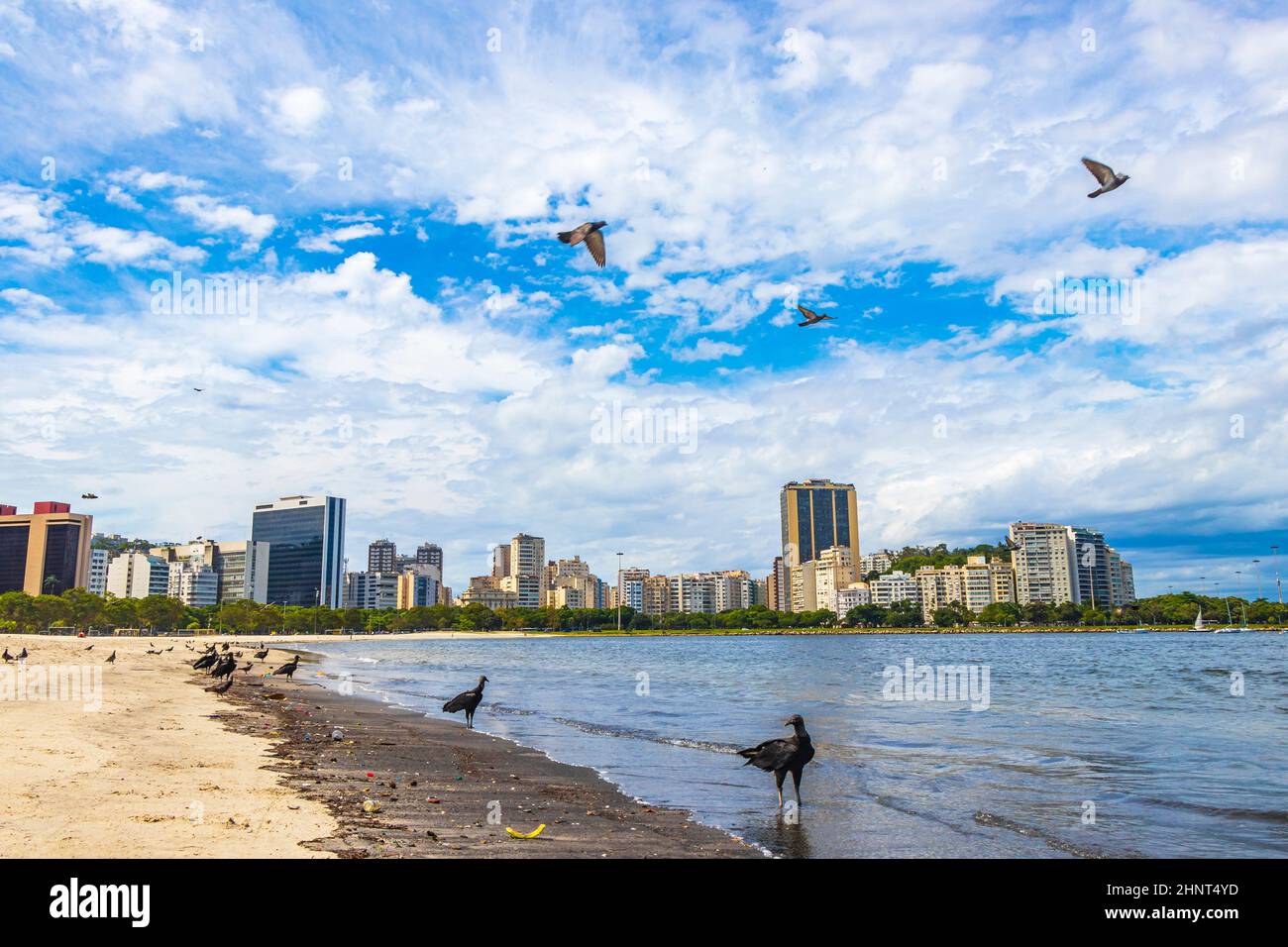 Tropische Schwarzgeier und Tauben Botafogo Beach Rio de Janeiro. Stockfoto