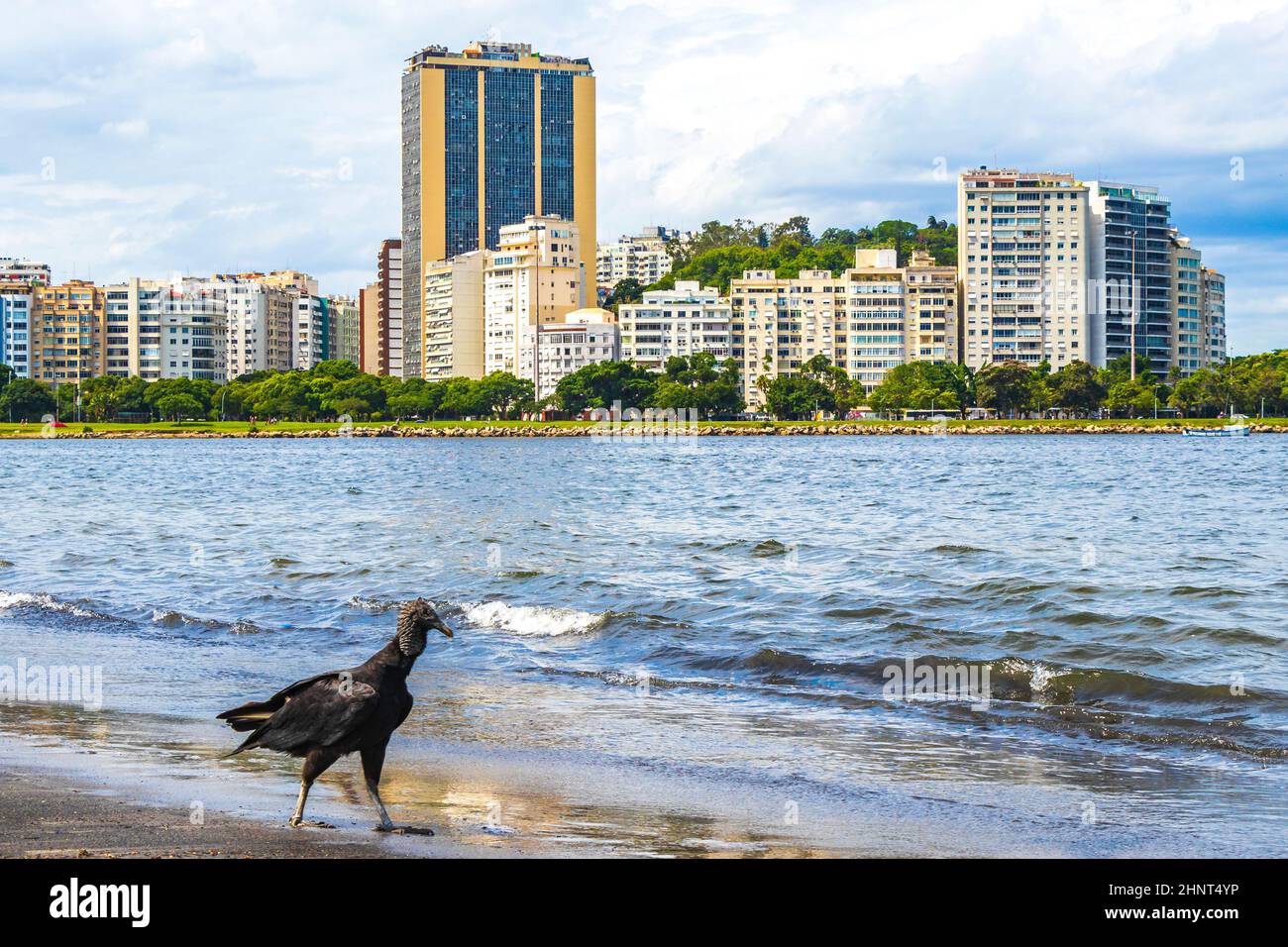 Tropischer Schwarzgeier am Botafogo Beach Rio de Janeiro Brasilien. Stockfoto