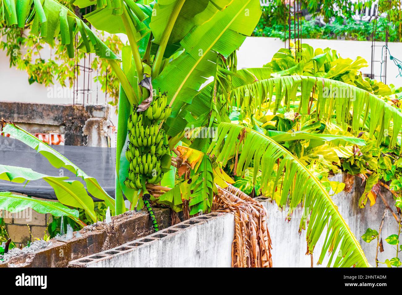 In Playa del Carmen, Mexiko, wachsen grüne gelbe Bananen. Stockfoto