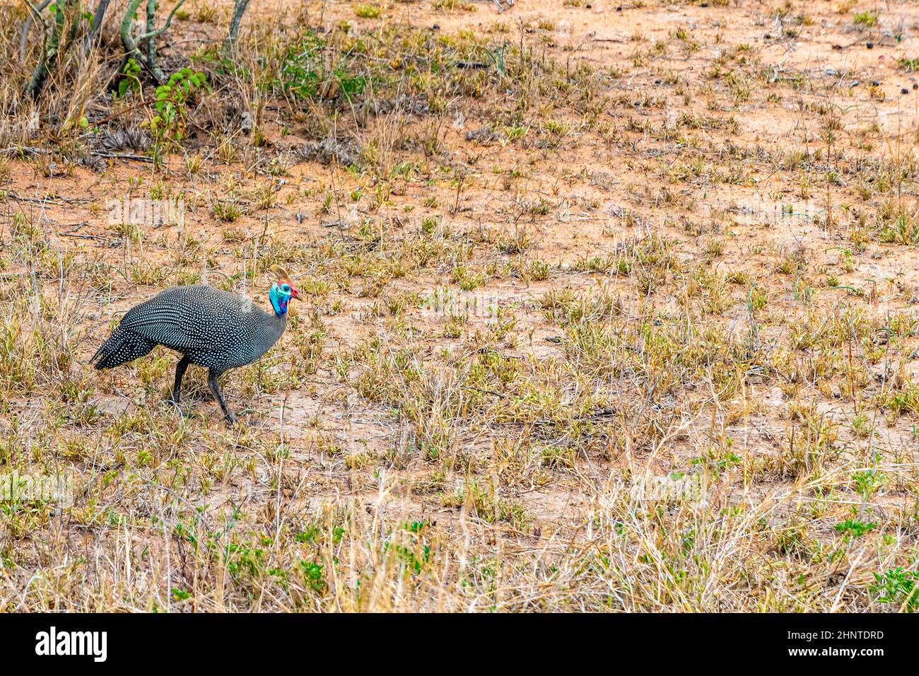 Safari helm -Fotos und -Bildmaterial in hoher Auflösung – Alamy