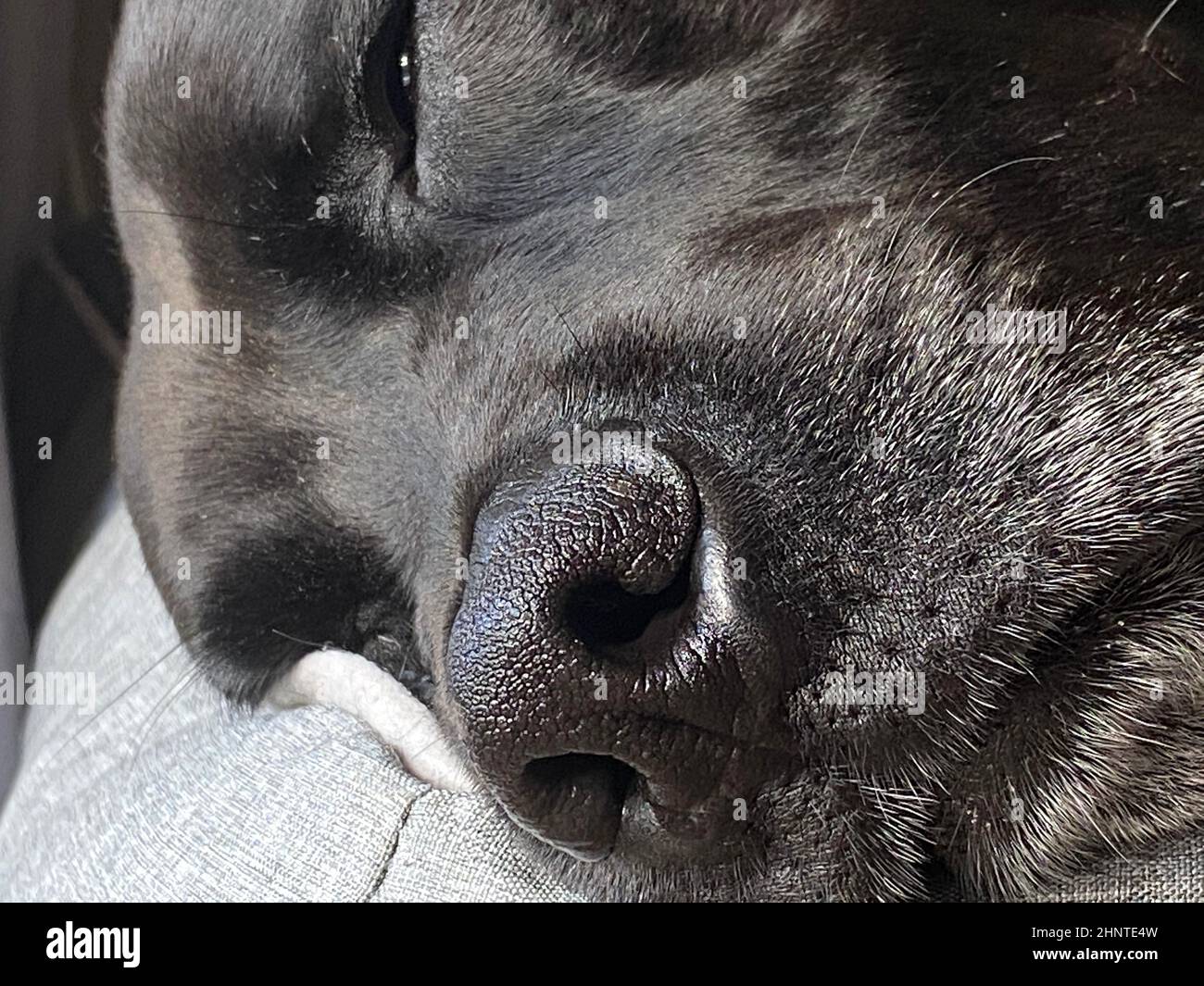 Ein schwarzer Labrador schläft Stockfoto