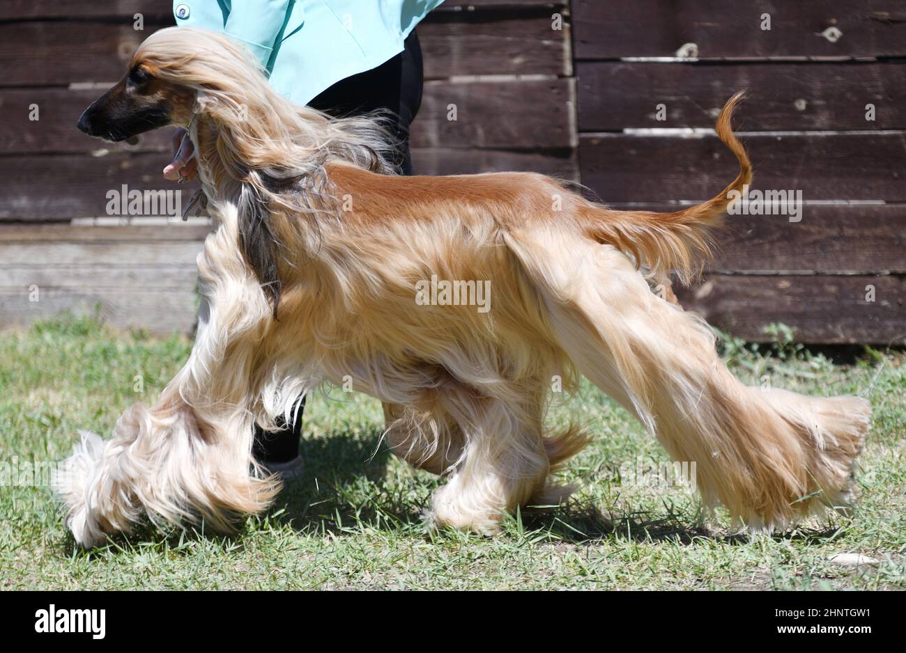 Afghanischer Windhund oder Afghan - Jagd Rasse von Hunden Stockfoto