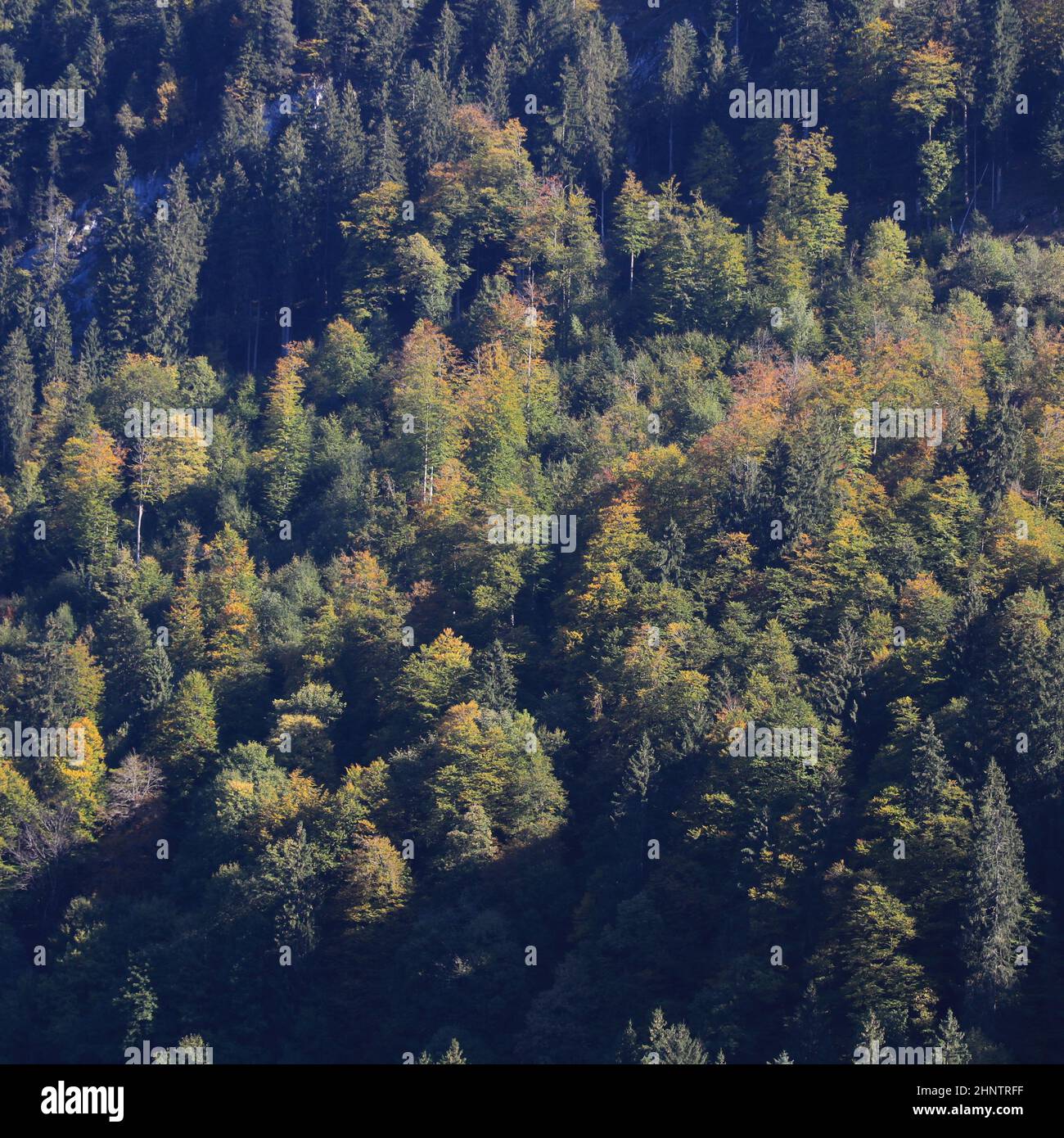 Farbenfrohe Herbstszene bei Innerthal, Schweiz. Stockfoto