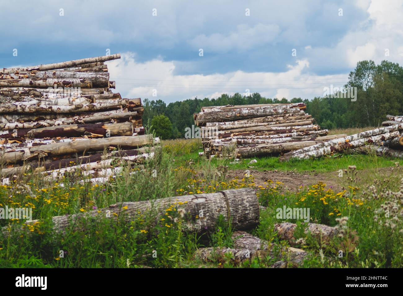 Holzstämme im Wald. Gehackte Baumstämme stapeln sich. Naturlandschaft. Holzhaufen Stockfoto