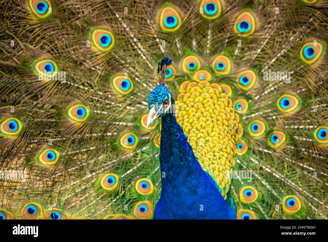 Pfau im Zoo. Stockfoto